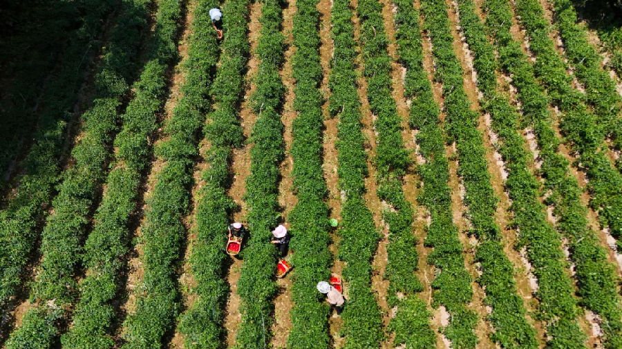 薛坪镇普陀庵村辣椒种植基地（刘江摄）