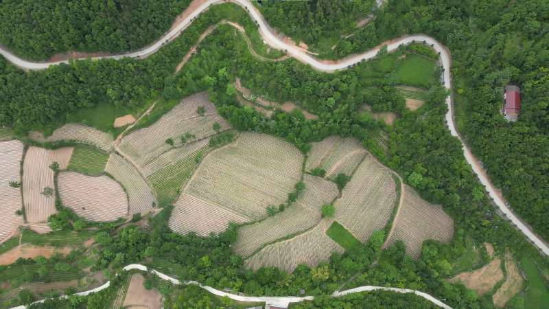 板桥镇宋家坪蔬菜基地的蔬菜梯田（王玮 摄）