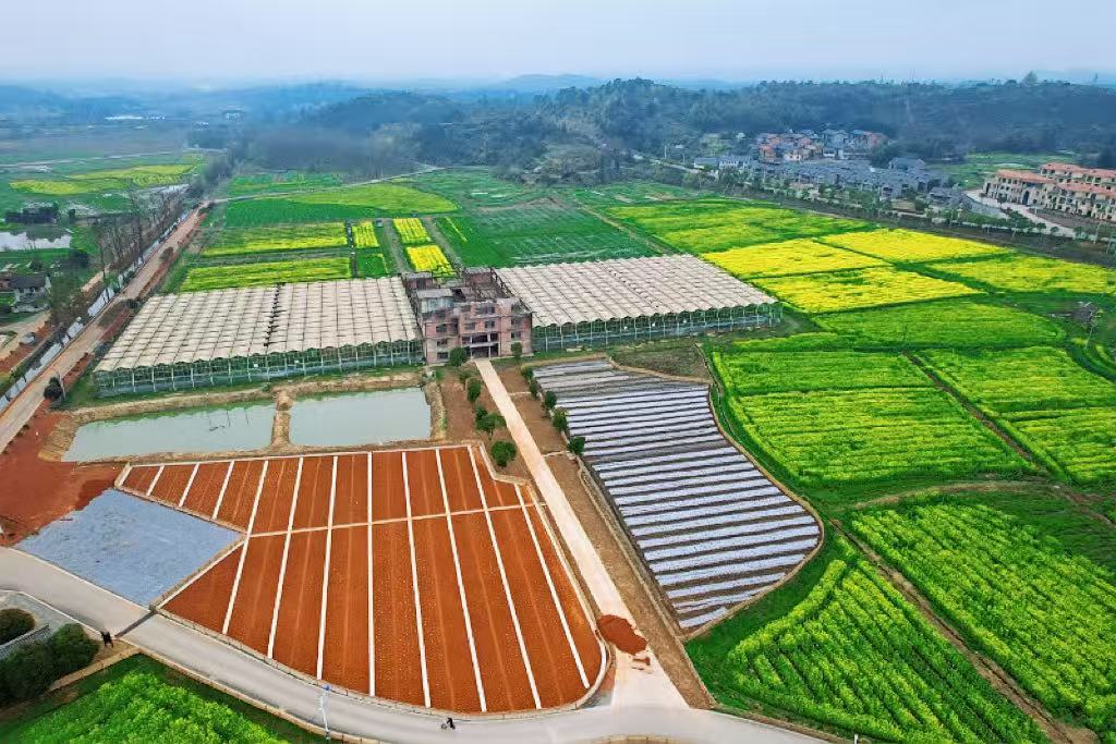 资兴市灾后耕地复垦及特色农业产业项目现场 （李荧 摄）