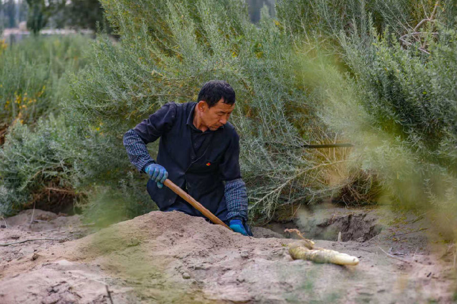 亚森·哈力正在挖肉苁蓉（卜登鹏 摄）