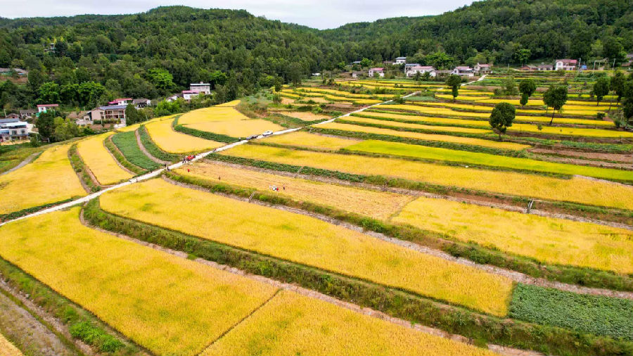 更高水平“天府粮仓”山区样板(邹星雨 摄) 更高水平“天府粮仓”山区样板(邹星雨 摄)