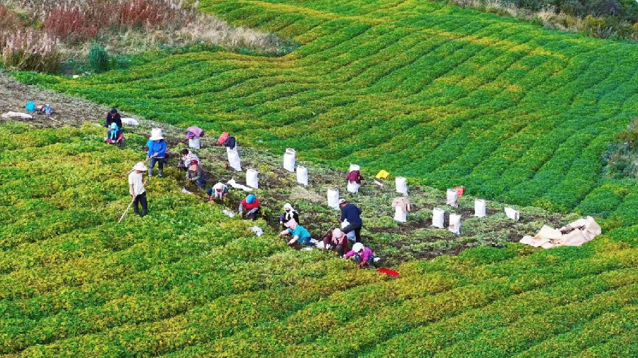 中药材基地迎来大丰收(李玉梅 摄) 中药材基地迎来大丰收(李玉梅 摄)