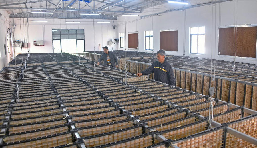 忻城县红渡镇六纳村标准化养蚕基地。（蓝春青 摄）