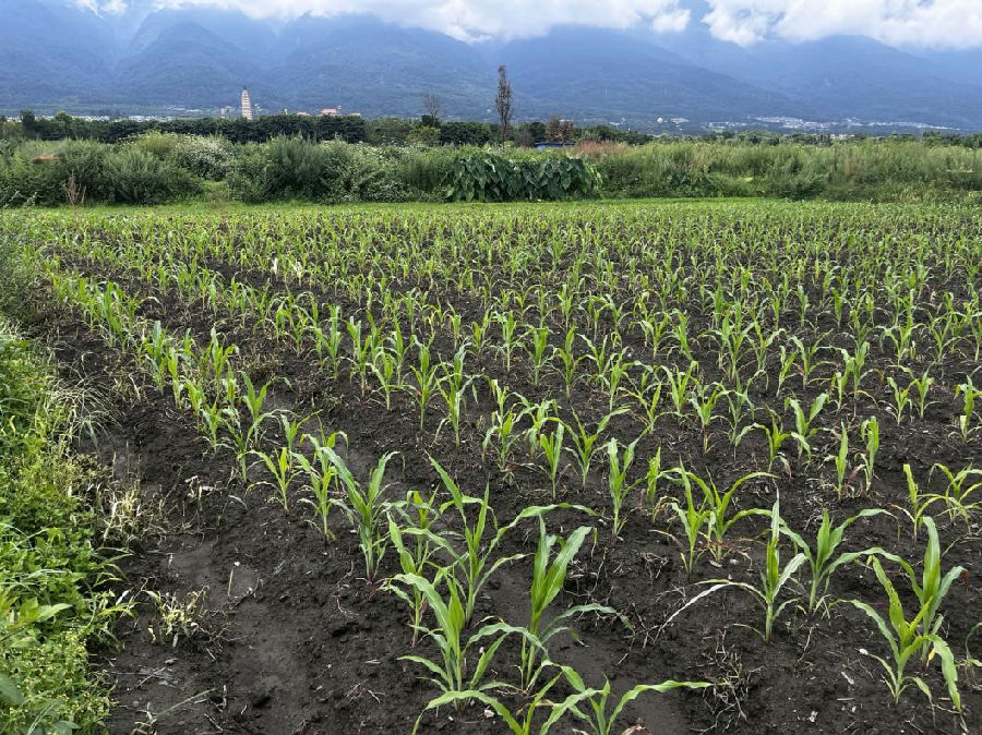 大理玉米种植区 （苏毅 摄）