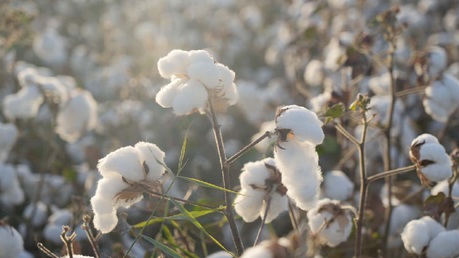 温宿县古勒阿瓦提乡提根村的一处棉田（赵新昌 摄）