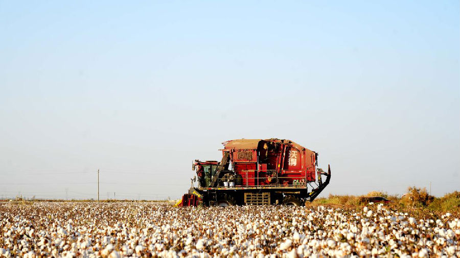 在温宿县古勒阿瓦提乡古勒艾日克村棉田，大型采棉机正在加紧棉花采收作业。（杨礼文摄）