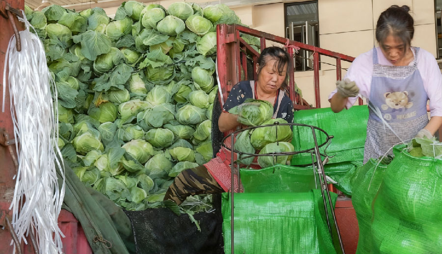 工人正在打包嘉鱼的蔬菜(乾勋豪 摄) 工人正在打包嘉鱼的蔬菜(乾勋豪 摄)