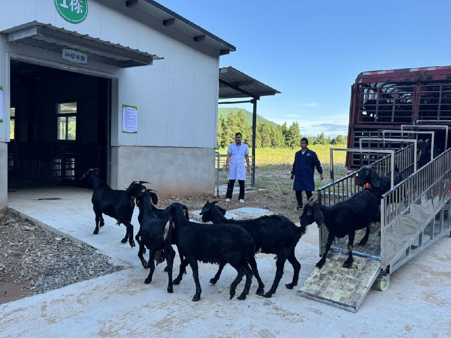 首批黑山羊进场（赵宁 摄）