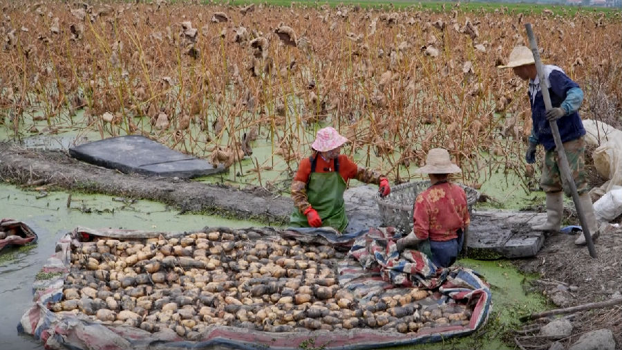 农户正在挖莲藕（艾彦中 摄）