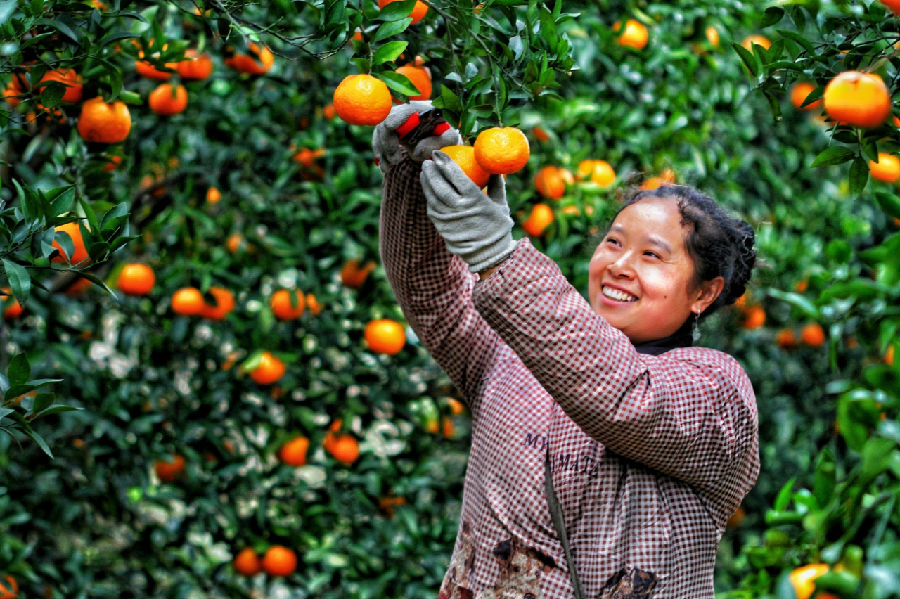 青神椪柑（卿萱 摄）