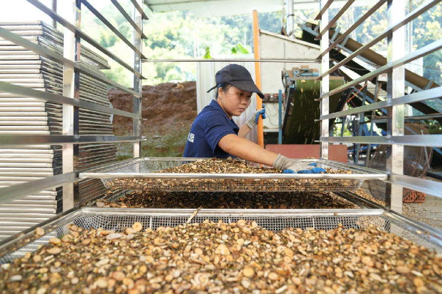 西江玉桂产业示范园工人正在进行玉桂晾晒。（蔡敏锐 摄）