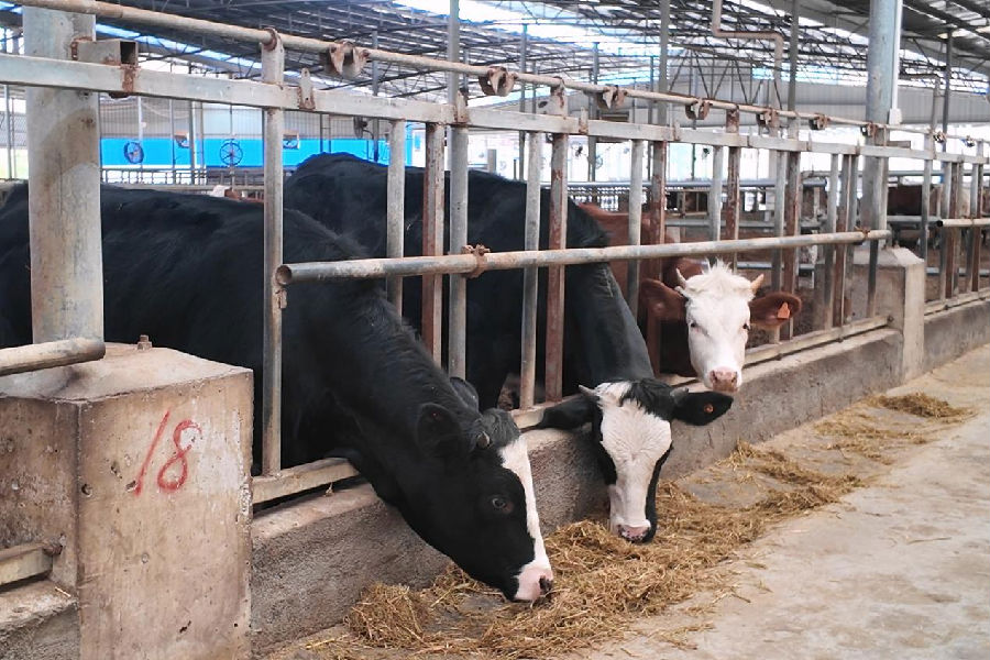 农户在乐一牛产业园认养的“六堡牛”（梁恺琦 摄）