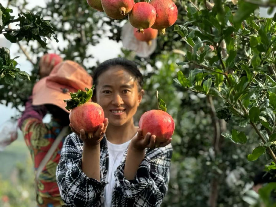 会东石榴（杨海灵 摄）