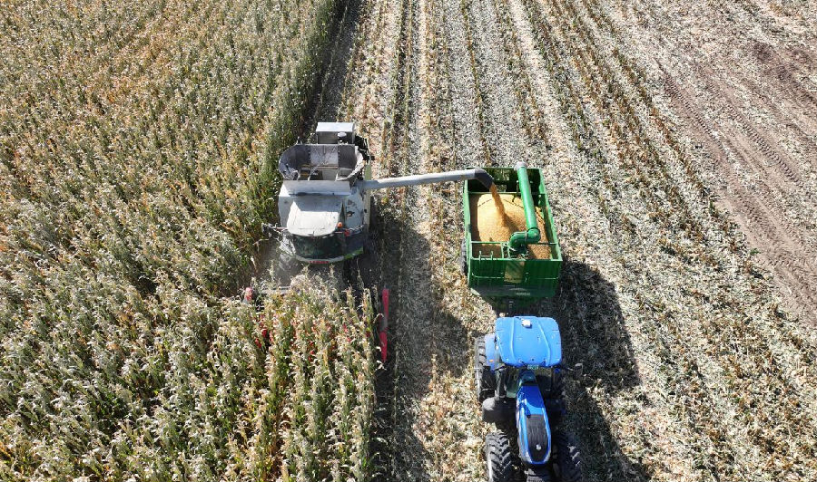 金黄的玉米颗粒归仓（胡立忠 摄）