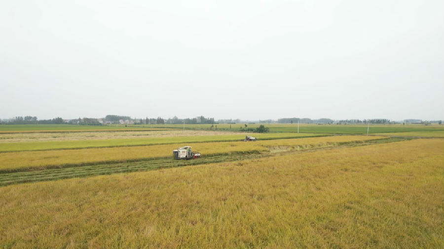 晚稻收割现场（艾彦中 摄）