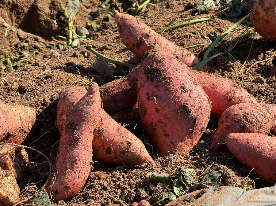 左屯村地瓜（邓钦予 摄）