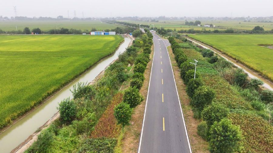 高山村的虾稻田丰收在望（钱良好 摄）