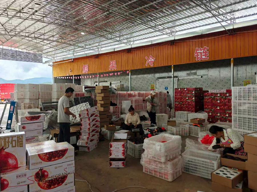 石榴分拣打包仓库一片忙碌（杨海灵 摄）