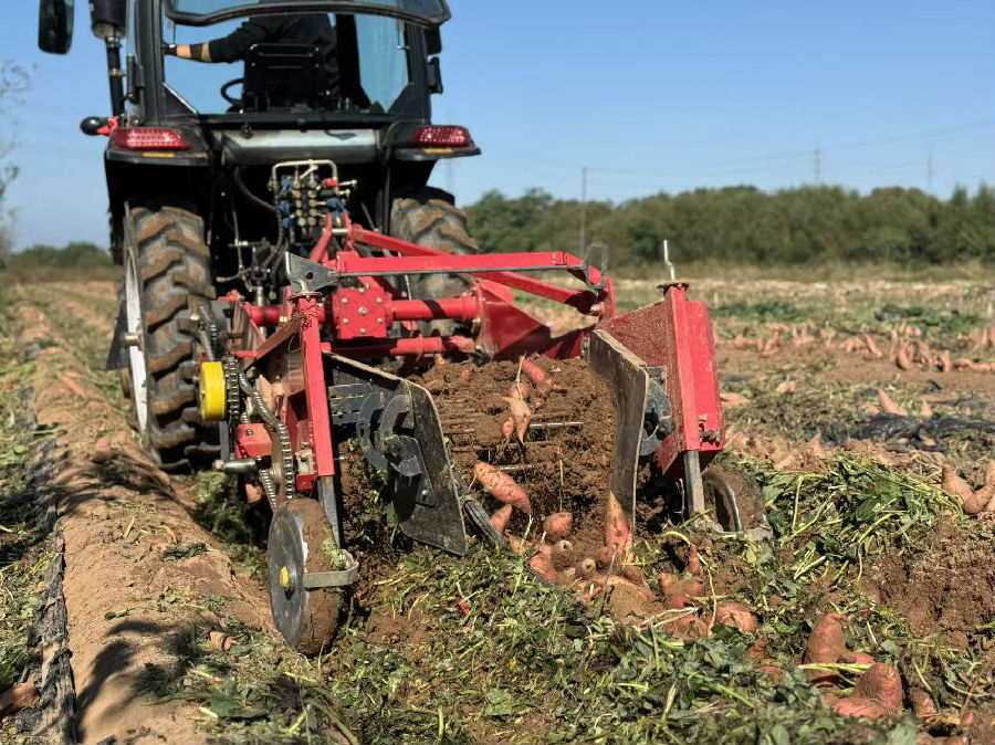机械采收（邓钦予 摄）