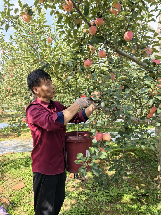 果农采摘苹果（吴舒睿 摄）