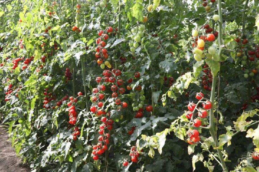 阿瓦提县多浪蔬菜专业合作社大棚里的圣女果（艾力夏提·衣明尼亚孜 摄）