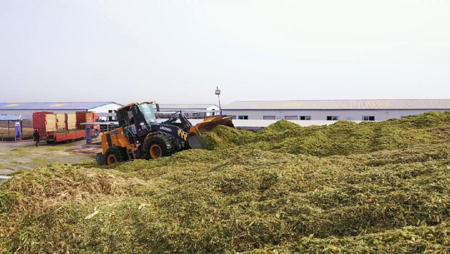 储备饲草料(艾热提·加沙热提 摄) 储备饲草料(艾热提·加沙热提 摄)