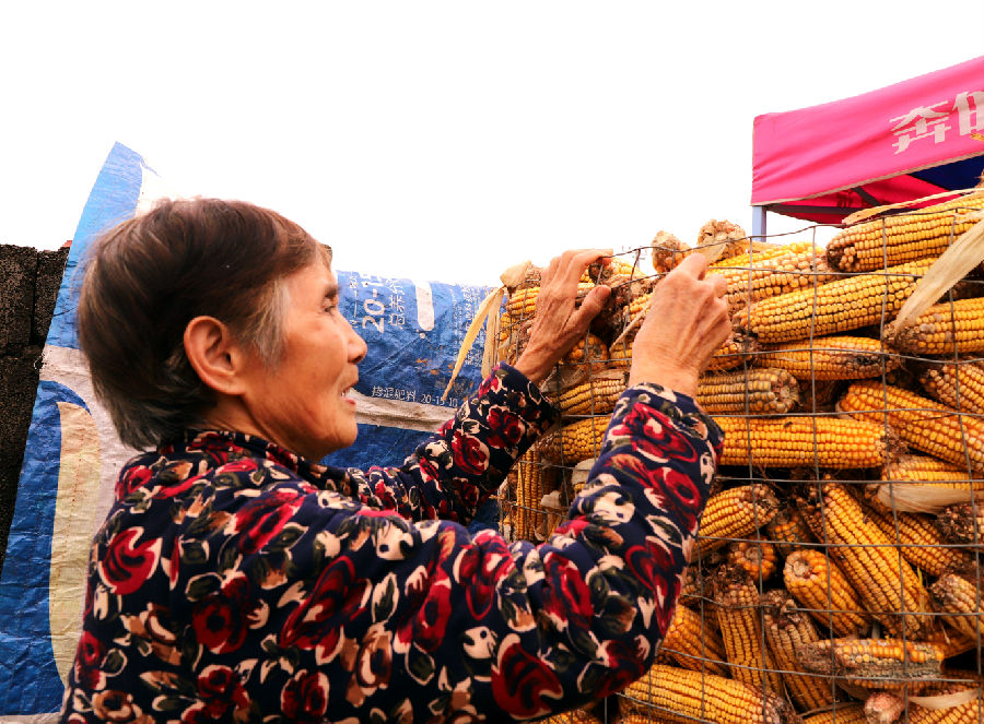 石桥镇肖坟村村民余花勺在整理被抢收队抢收回来的玉米（牛梦雨 摄）