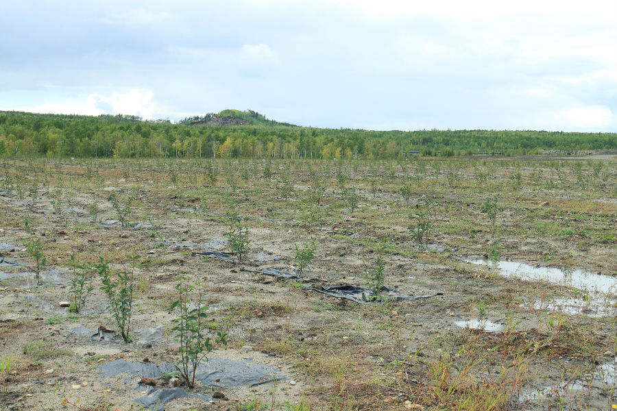 大兴安岭古莲河矿业有限公司生态修复种植的蓝靛果（朱凤初 摄）