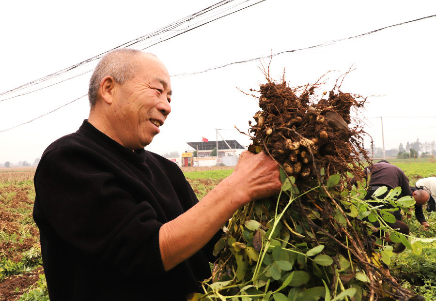 石桥镇肖坟村的群众在薅麦茬花生（牛梦雨 摄）