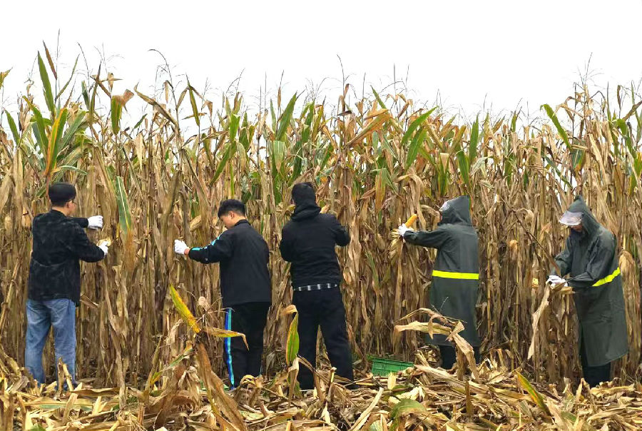 石桥镇秋粮抢收队帮群众掰玉米（牛梦雨 摄）