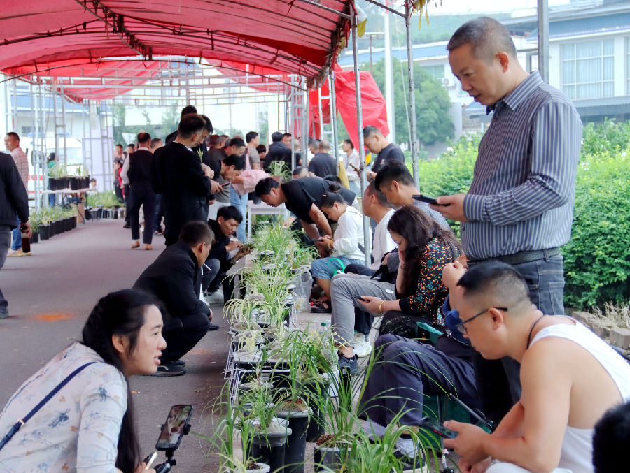 主播线上直播兰展（唐雨红 摄）