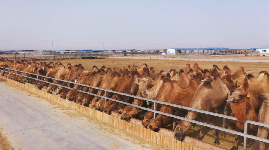 骆驼养殖基地(艾热提·加沙热提 摄) 骆驼养殖基地(艾热提·加沙热提 摄)