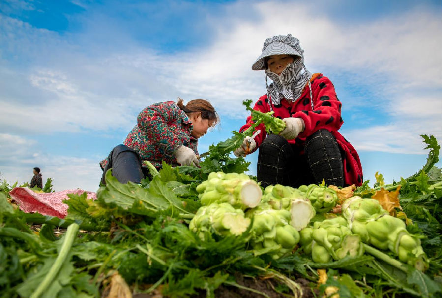 菜农在榨菜收割季忙碌的场景(姚捷 摄) 菜农在榨菜收割季忙碌的场景(姚捷 摄)