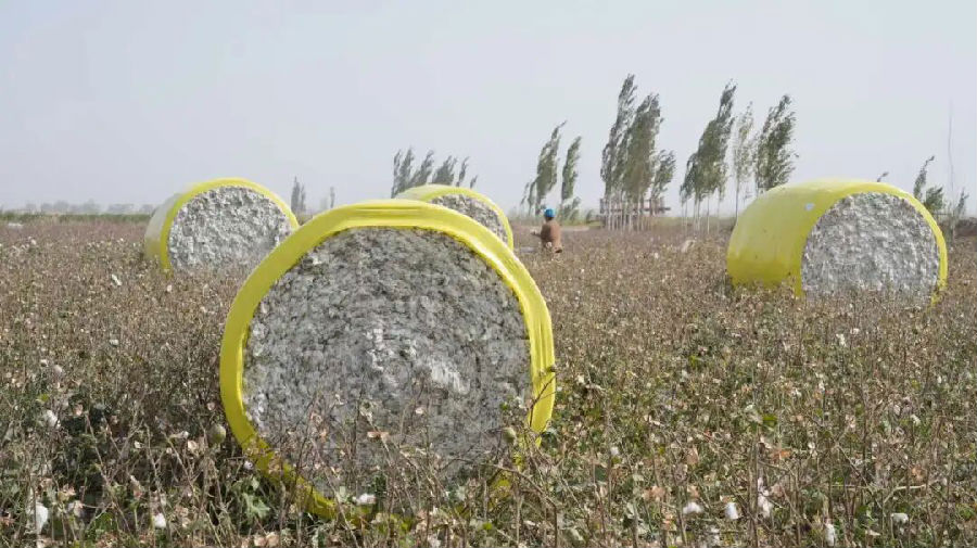 成捆的棉花（地拉吾尔 摄）