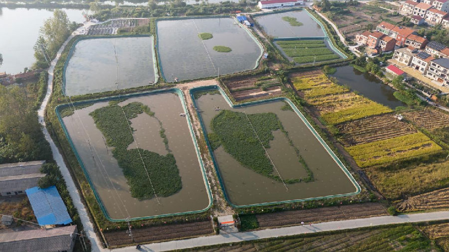 分路镇镇南村蟹塘航拍全景（王晶 摄）