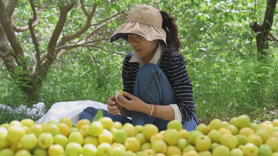 库车小白杏(王红丽 摄)