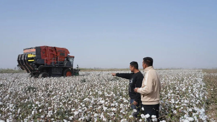 棉花机械化采收作业现场（地拉吾尔 摄）
