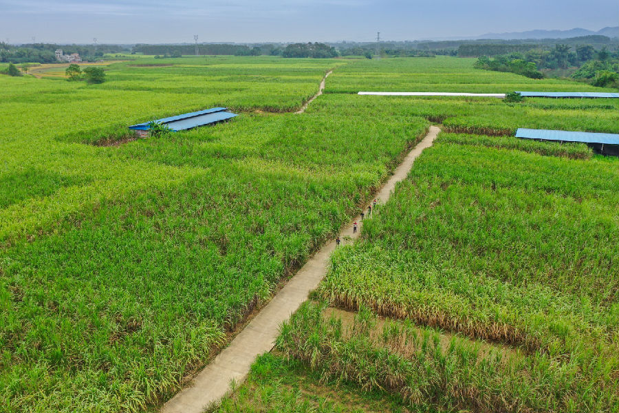 申安村的甘蔗林(张保军 摄) 申安村的甘蔗林(张保军 摄)