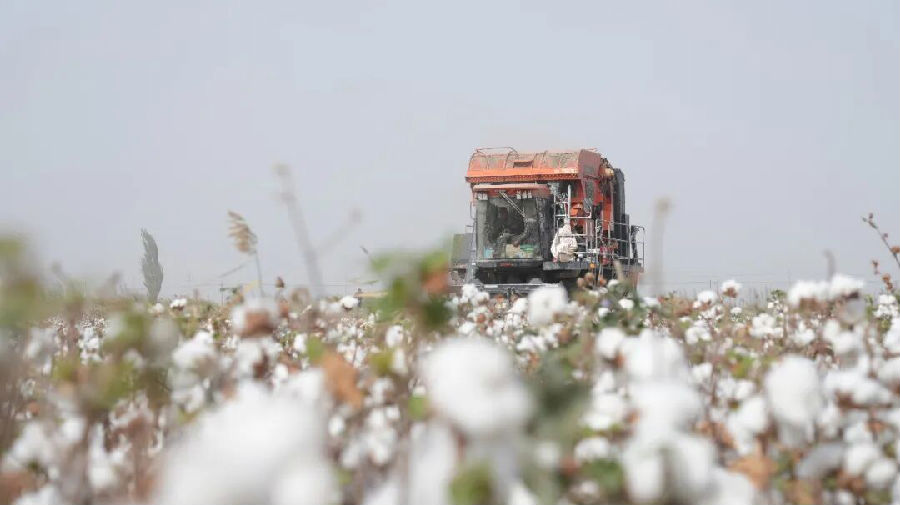 棉花的机械化采收工作已全面启动（地拉吾尔 摄）