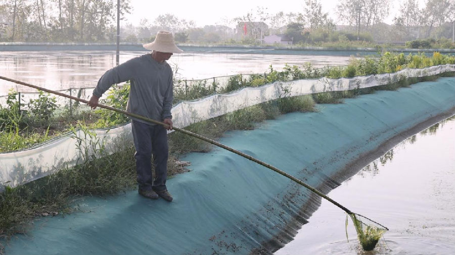 蟹塘工人正在打捞杂草 （王晶 摄）
