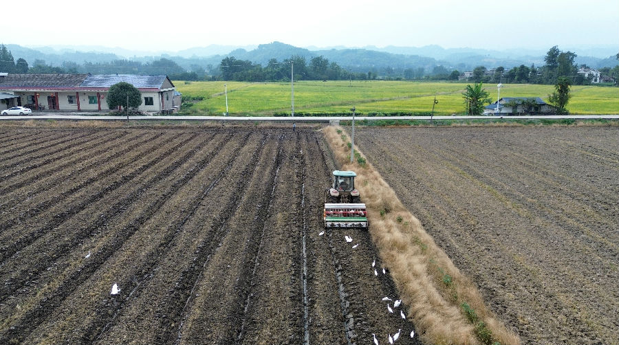 “稻油轮作”现场（魏兰 摄）
