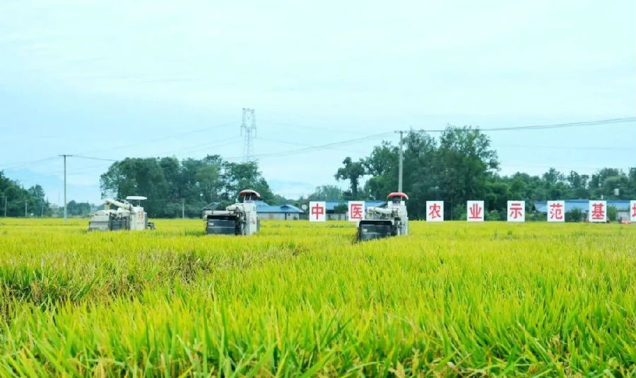 中医稻谷（任九桥 摄）