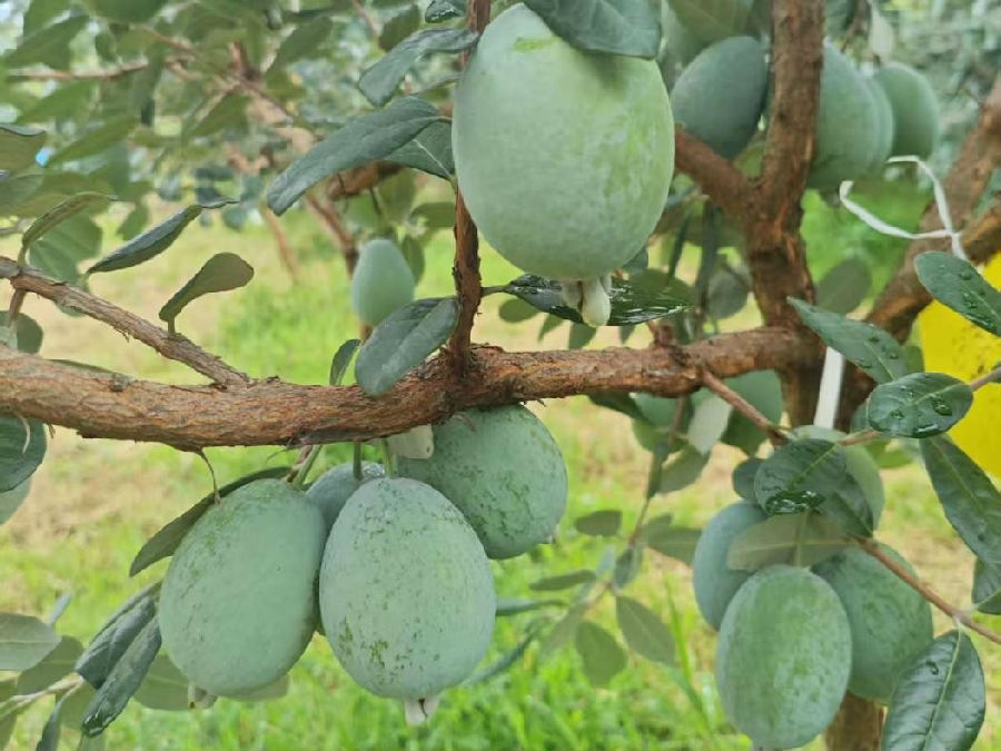 挂满枝头的费约果（赵雪洋 摄）