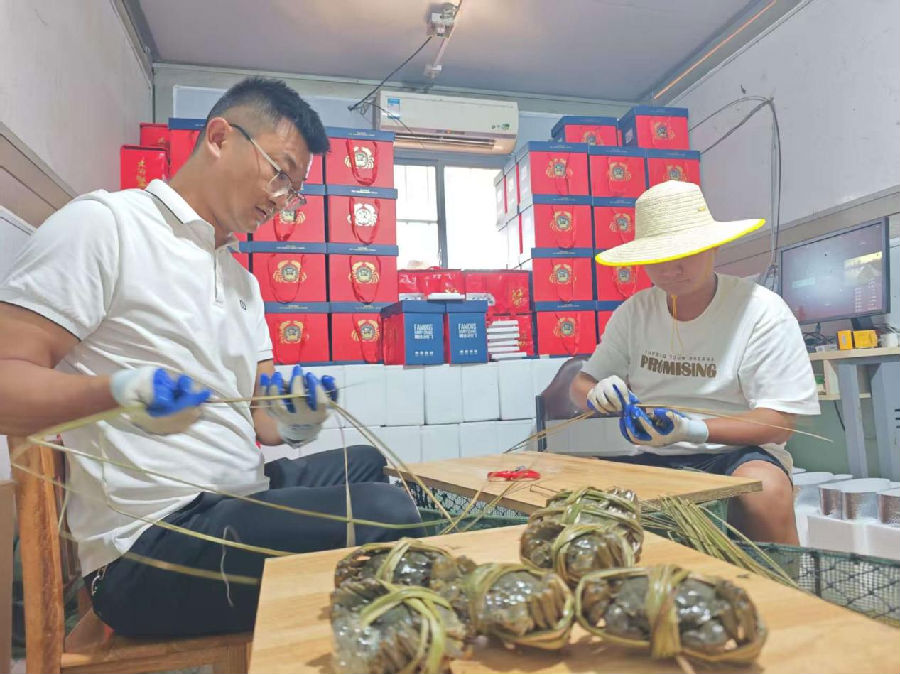 余昌明和工人正在捆扎螃蟹（王晶 摄）