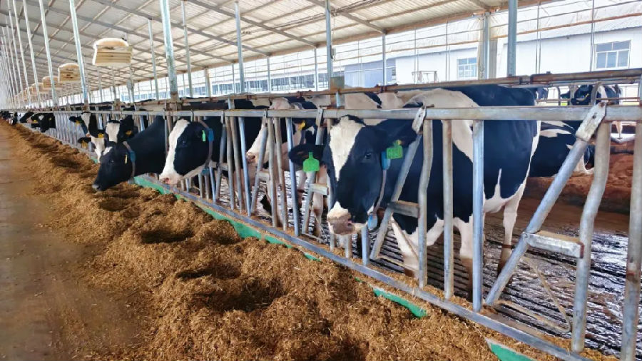 甘肃佳秉运牧业有限公司奶牛养殖棚（樊兆琦 摄）