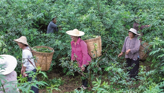椒农正在田地收剪藤椒（康志立 摄）