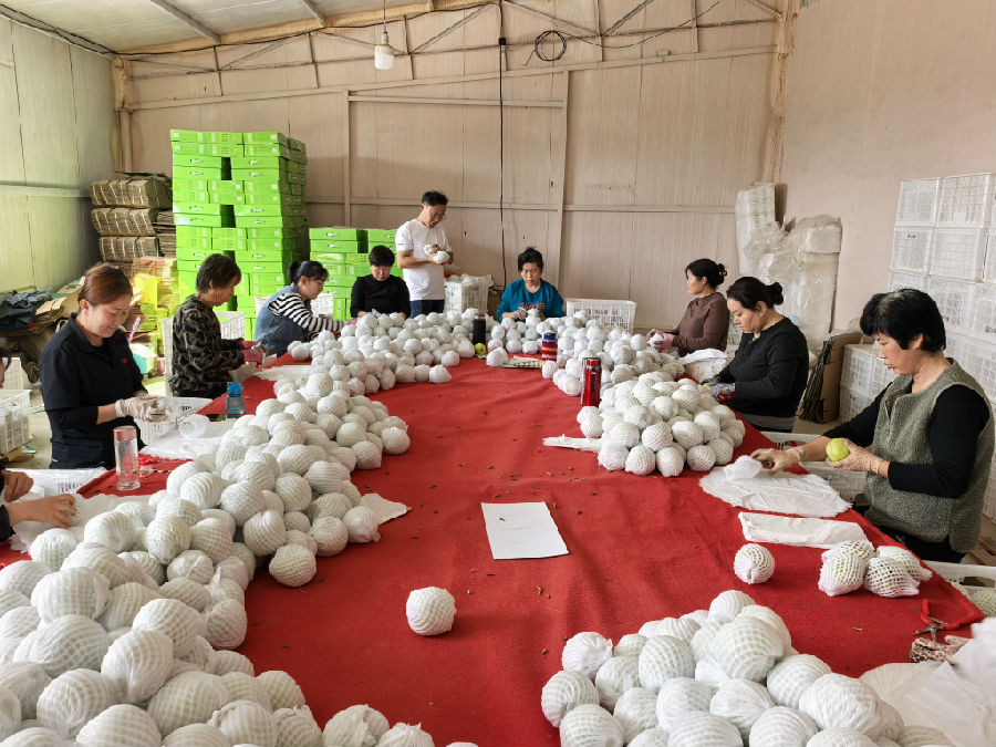 果农们在分拣车间忙碌包装玉露香梨（贺晓伟 摄）