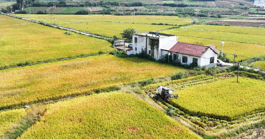 收割现场（姚阳 摄）