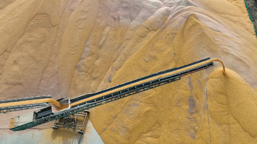 利用输送带传送到储存区域的干粮（敬斌 摄）