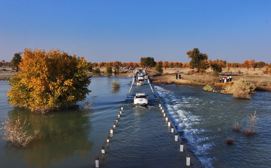 阿瓦提县刀郎沙漠胡杨营地。（茹先古丽·阿迪力 摄）